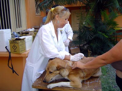 Itaja, Brasile  7 marzo 2006  Circa 500 animali, cani e gatti di Itaja, sono stati vaccinati presso la parrocchia e il centro salesiano Parque Dom Bosco.