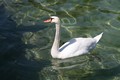 Cisne en el lago de Ginebra.