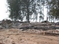 Surat Thani, Thailandia - 3 gennaio 2005 – La distruzione provocata dallo Tsunami nella zona costiera al Nord di Phuket,  zona turistica appartenente all’area della diocesi del vescovo salesiano Mons. Joseph Prathan.