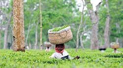 Photo for the article -INDIA  MORE THAN 700 POOR TEA LABOURERS HAVE STARTED THEIR OWN TEA GARDENS