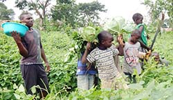 Foto dell'articolo -UGANDA  AGRICOLTURA, UNOPPORTUNIT EDUCATIVA PER I GIOVANI DEL DON BOSCO KAMPALA