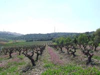 Foto del artculo -ISRAEL - MS DE 120 AOS COMO PRODUCTORES DE VINO