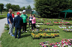 Foto del artculo -IRLANDA  AVANZA EL PROYECTO ACRE: SEGUNDA VENTA ANUAL DE PLANTAS